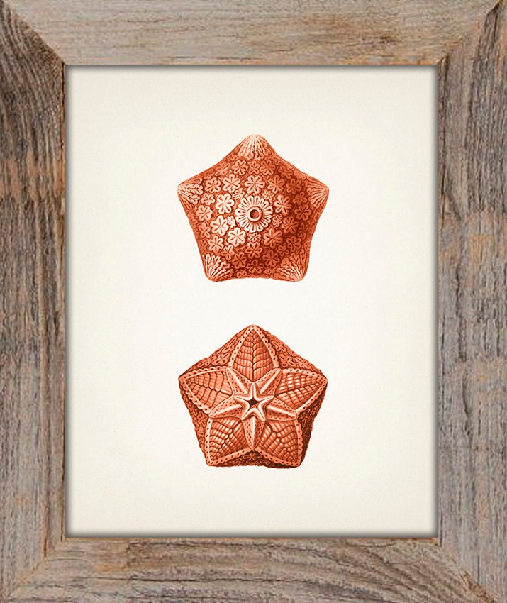 Orange Starfish 1 Fine Art Print of a Vintage Natural - Etsy