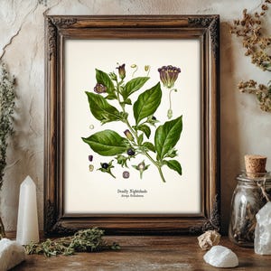 a framed botanical illustration of a plant with green leaves and purple flowers, surrounded by various natural elements such as crystals, plants, and a cork stopper.