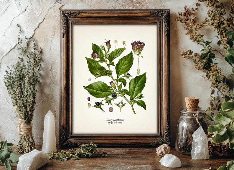 a framed botanical illustration of a plant with green leaves and purple flowers, surrounded by various natural elements such as crystals, plants, and a cork stopper.