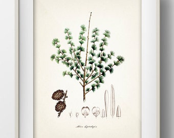 Tree (Abies Leptolepis) - TR-01 - Fine art print of a vintage natural history academia illustration.