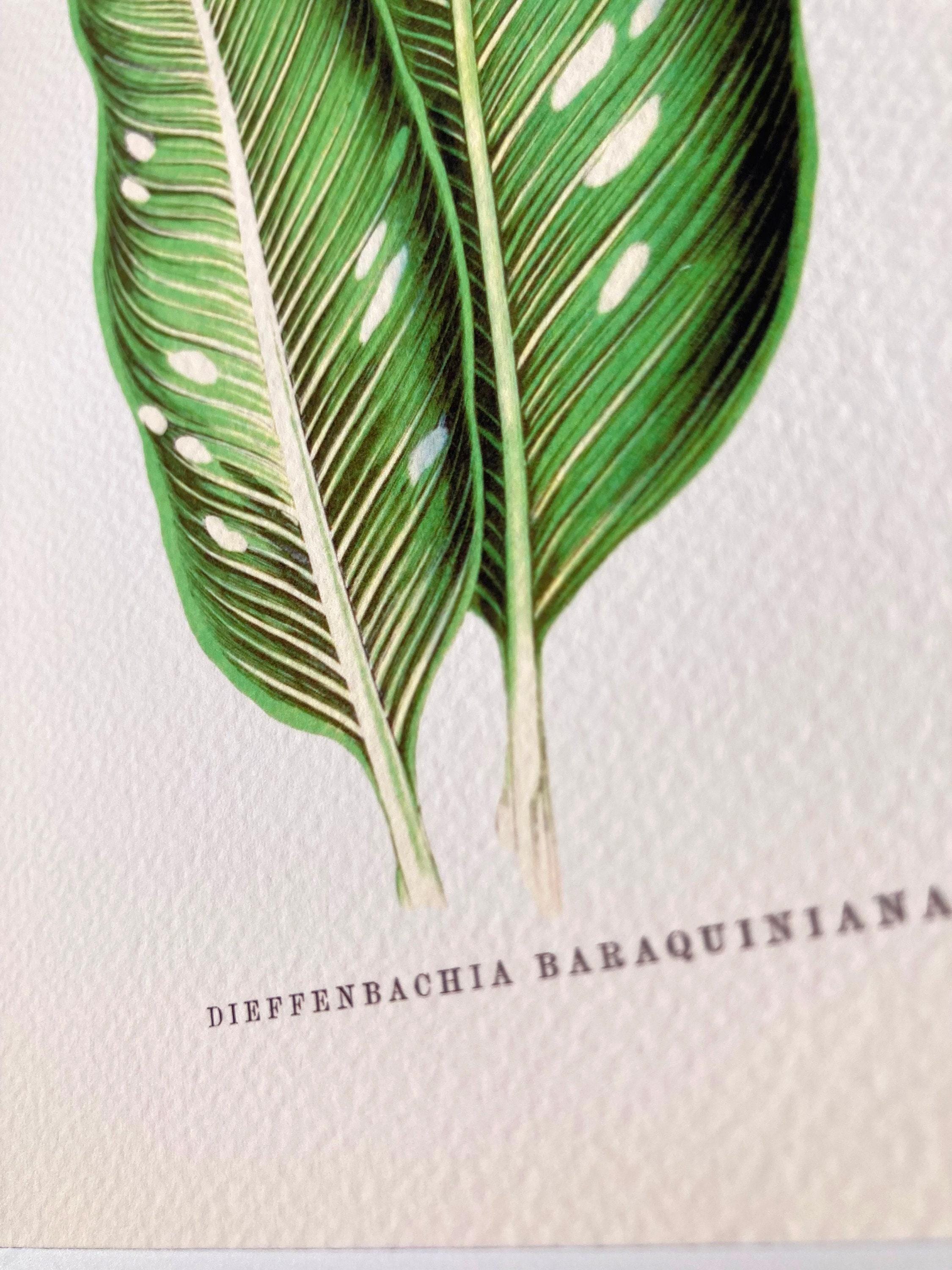 Plant Leaf Wall Art No. 14: DIEFFENBACHIA BARAQUINIANA Dumb Cane [lf-14]  Fine Art Print Vintage Academia Gallery Wall Botanical Illustration - Etsy