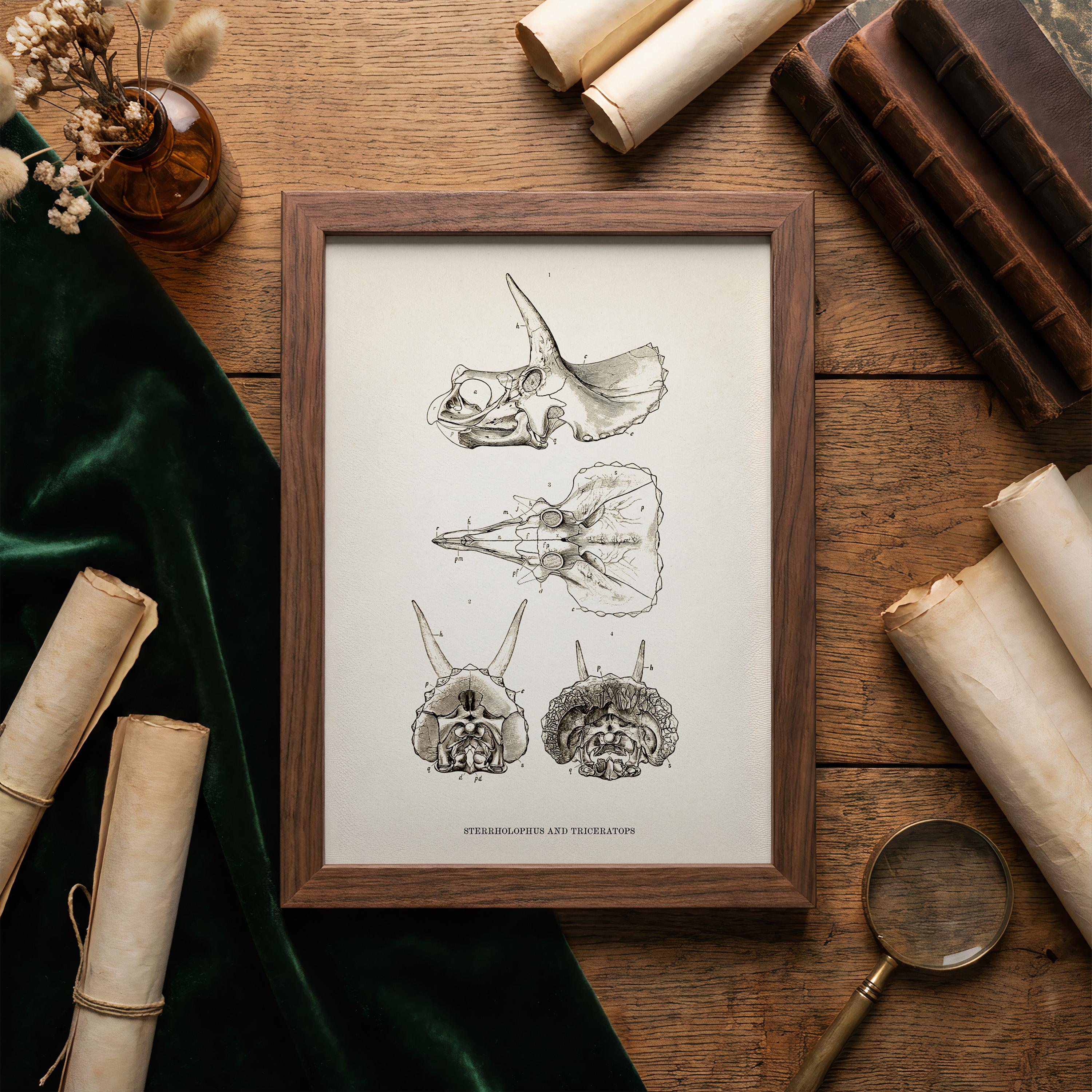 Triceratops and Sterrholopus Skulls- DI-02 - Fine Art Print of a