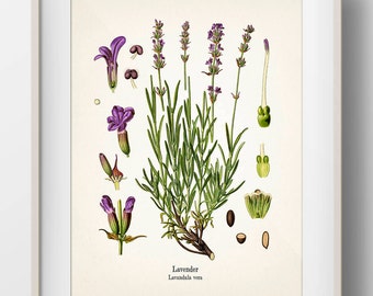 Vintage Lavender Botanical Print - KO-64 - Fine art prints of Kohler&#39;s vintage academia botanical illustration drawings