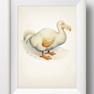 May include: A framed illustration of a white dodo bird with orange feet and a yellow patch on its wing. The bird is standing on a light brown surface.