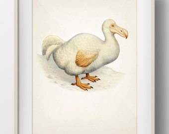 White Dodo Bird - 1907 - OE-14 - Fine art print of a curious vintage natural history academia illustration. Cottagecore aesthetic wall art