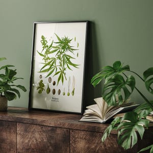 May include: A framed botanical print of a cannabis plant, featuring detailed illustrations of leaves, seeds, and flowers. The print is in a black frame and rests on a dark wooden surface, with a green wall in the background. The word "Marijuana" is visible.
