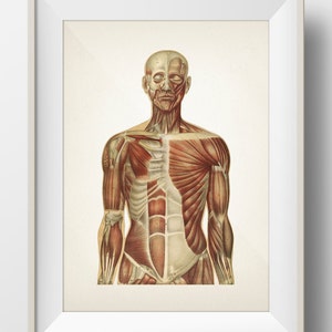 Human Anatomy MUSCLE System - HU-06 - Fine art prints of a vintage medical anatomical illustrations. Academia aesthetic wall art