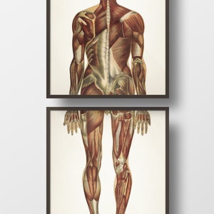 Human Anatomy MUSCLE System, Back Pair - HU-16 HU-17 - Fine art prints of a vintage medical anatomical illustrations. Academia wall art