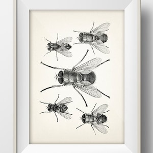 Flies - IN-08 - Fine art print of a vintage natural history academia illustration