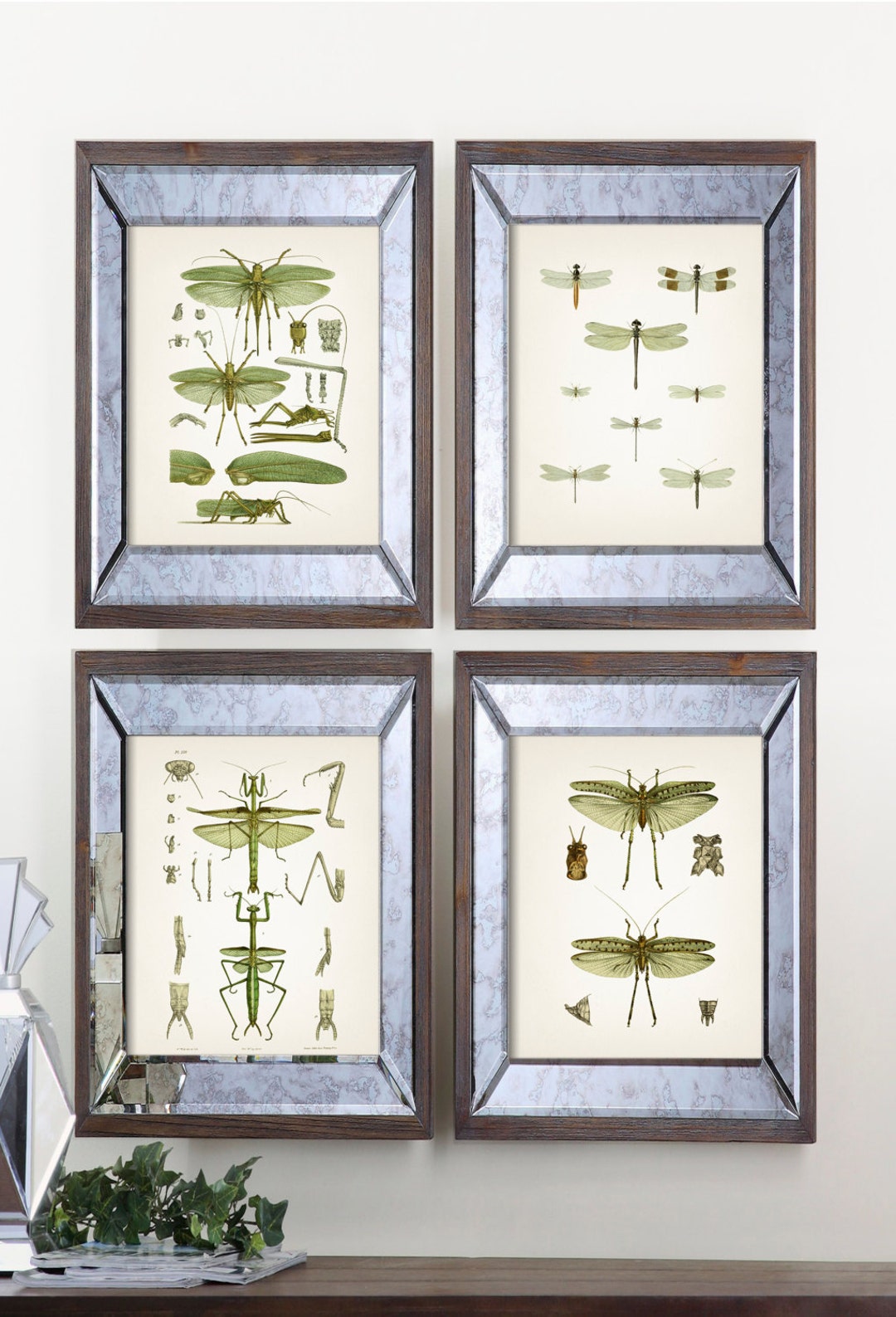 Insect Vintage Print Set - Green - IN-01-02-03-06 Fine Art Prints of a ...