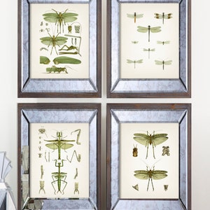 Insect Vintage Print Set - Green - IN-01-02-03-06 Fine Art Prints of a ...