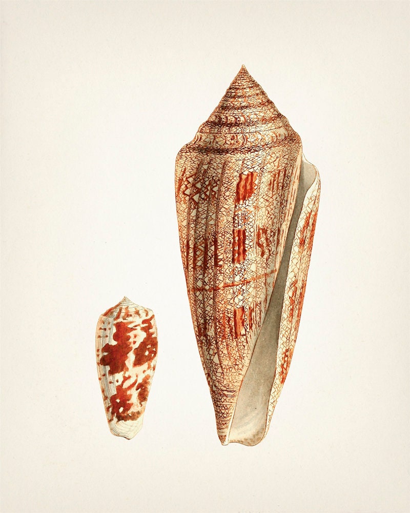 Shell No. 60 - SH-60 - Fine Art Print of a Vintage Natural