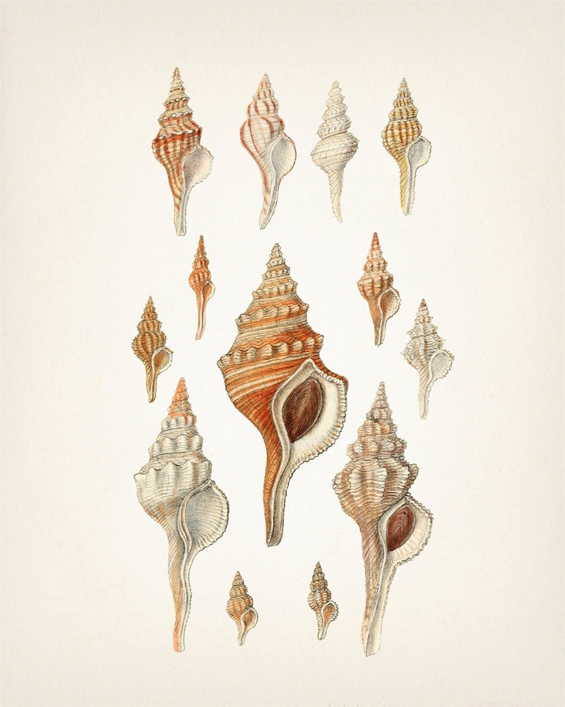 洋書 Shells - Classic Natural History Prints Neutral Shells No. 59 - SH-59 - Fine Art Print of a Vintage