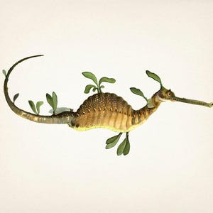 Seadragon - SC-09 - Fine art print of a vintage natural history academia illustration