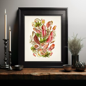 Carnivorous Pitcher Plant by Haeckel- Intricate Drawing- PL-03 - Fine ...