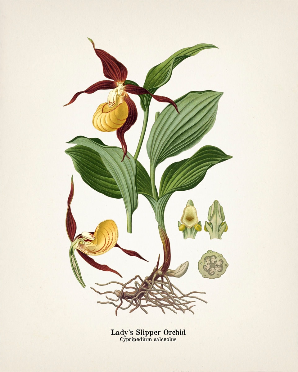 Orquídea zapatilla de dama Cypripedium calceolus 1899 - Etsy España