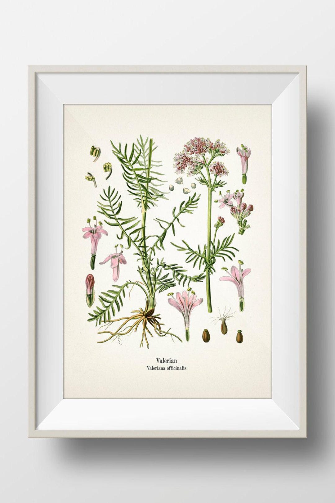 VALERIAN パンフレット Valerian - Valeriana Officinalis - KO-32 - Fine Art Prints of