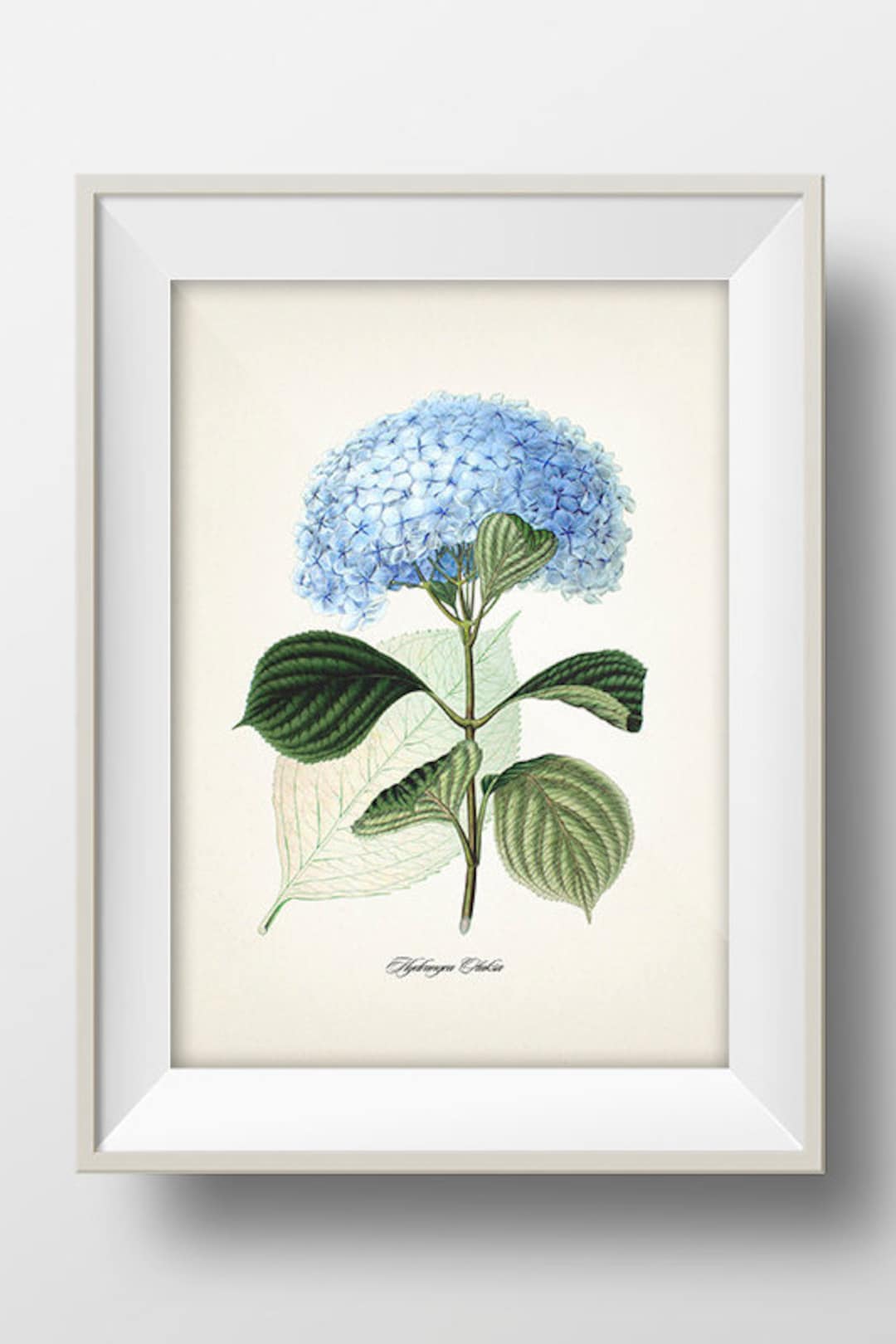 Blue Hydrangea (hydrangea Otaksa) - JF-06 - Fine Art Print of a