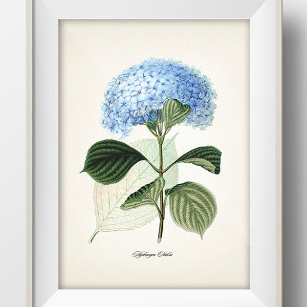 Blue Hydrangea (Hydrangea Otaksa) - JF-06 - Fine art print of a vintage natural history academia botanical illustration