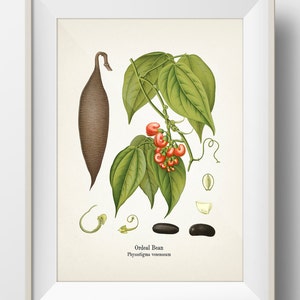 Ordeal Bean - Calaber Bean - Physostigma venenosum - KO-49 - Fine art prints of Kohler&#39;s vintage academia botanical illustration drawings
