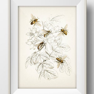 Honey Bees - IN-07 - Fine art print of a vintage natural history academia illustration