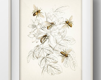 Honey Bees - IN-07 - Fine art print of a vintage natural history academia illustration