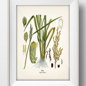 Vintage Rice Print - Oryza sativa Botanical Illustration - KO-79 - Fine art prints of Kohler's vintage academia drawings - Wall Art