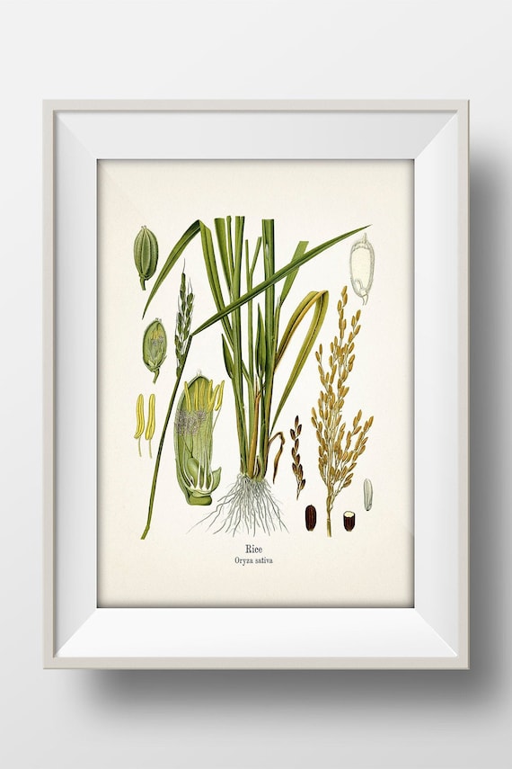 Vintage Rice Print - Oryza Sativa Botanical Illustration - KO-79 - Fine Art  Prints of Kohler's Vintage Academia Drawings - Wall Art - Etsy