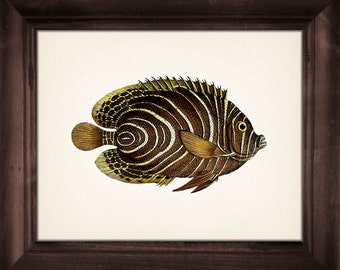 Unique 1801 Butterflyfish drawing -  Fine art print of a vintage natural history academia illustration