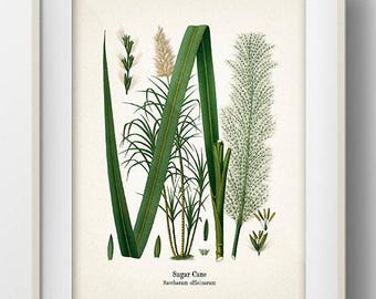 Vintage Sugar Cane Print - KO-22 - Fine art prints of Kohler's vintage academia botanical illustration drawings