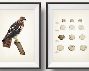 Red Tailed Hawk and Hawk Eggs Print Pair - BI-14 EG-07 - Fine art print of a vintage natural history academia illustration