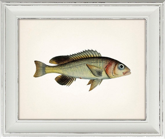 Prosty Snapper 1801 Ryba Rysunek Artystyczne Drukowanie Zabytkowej Historii Naturalnej Antycznej Ilustracji