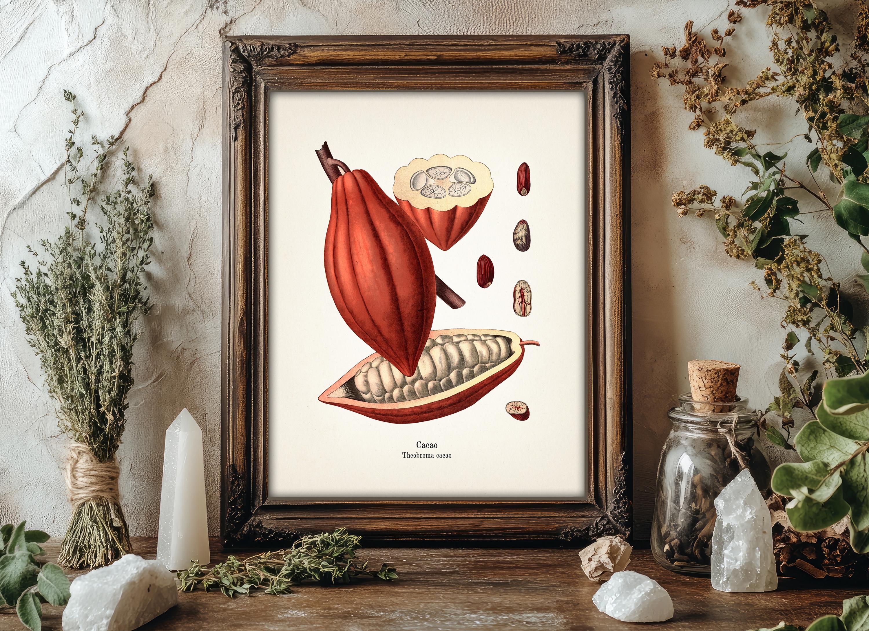 Buy Vintage Chocolate Plant Print 2 - Cacao - KO-78 - Fine Art