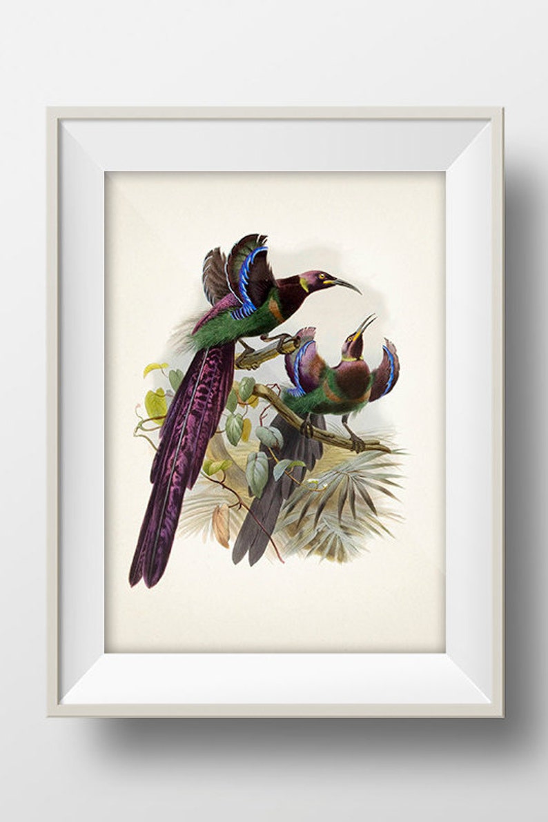 Elliot's Bird of Paradise BP-07 Fine art print of a vintage natural history academia illustration. Cottagecore aesthetic wall art image 1