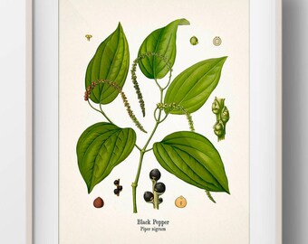 Vintage Black Pepper Botanical Print -KO-76- Fine art prints of Kohler's vintage academia botanical illustration drawings. Cottagecore wall