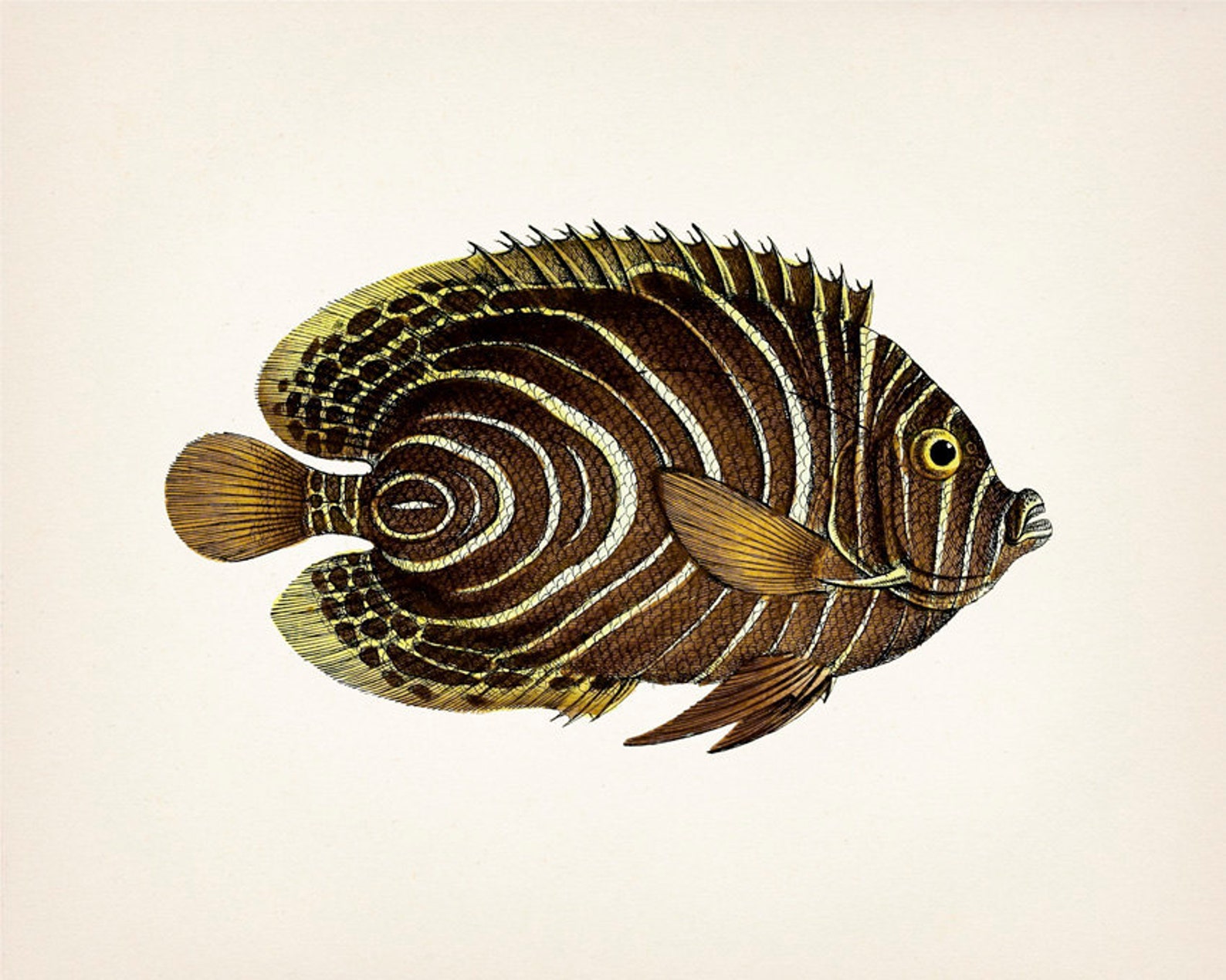 Patterned Fish Print Set 1801 Fish Drawings. Fine Art Etsy