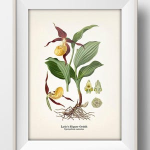Lady's Slipper Orchid (Cypripedium calceolus) 1899 - FL-52 -  Fine art print of a vintage natural history academia botanical illustration