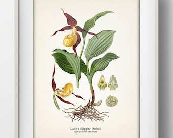 Puede incluir: Lámina botánica enmarcada de una orquídea zapatilla de dama, con ilustraciones detalladas de las flores, hojas y raíces de la planta. Las flores son amarillas y granates, con hojas verdes. El texto "Lady's Slipper Orchid" está en la parte inferior.