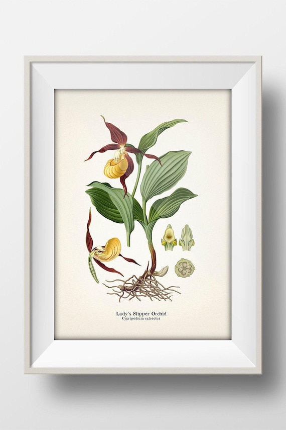 Lady's Slipper Orchid (cypripedium Calceolus) 1899 - FL-52 - Fine