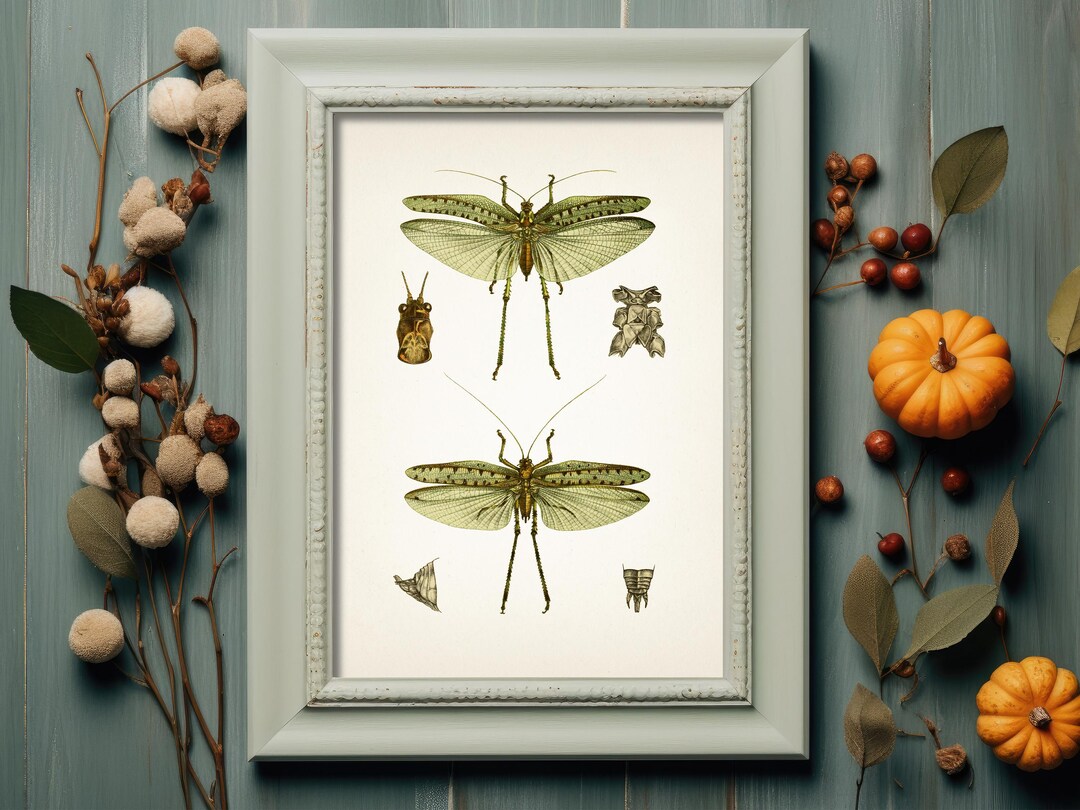 Insect Drawing - IN-06 - Fine Art Print of a Vintage Natural History ...