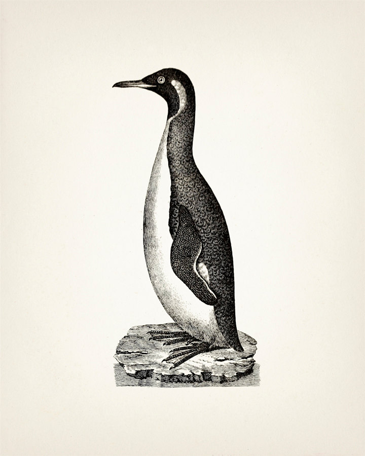 Penguin 03 - BI-18 - Fine Art Print of a Vintage Natural