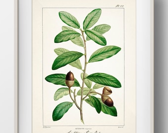 Southern Live Oak Tree (Quercus virginiana) - TR-22 - Fine art print of a vintage natural history academia botanical illustration.
