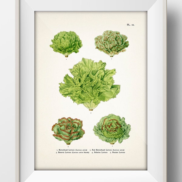 Butterhead Lettuce, Leafy Green Vegetables [1870 Veg #20] VE-20 Vintage Botanical Illustration of Edible Food Plants. Kitchen Wall Decor