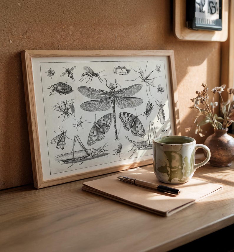 Insect Collage Drawing : Fine Art Print of a Vintage Natural History ...