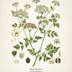 Poison Hemlock - Conium maculatum - Fine art prints of Kohler's vintage academia botanical illustration drawings image 2