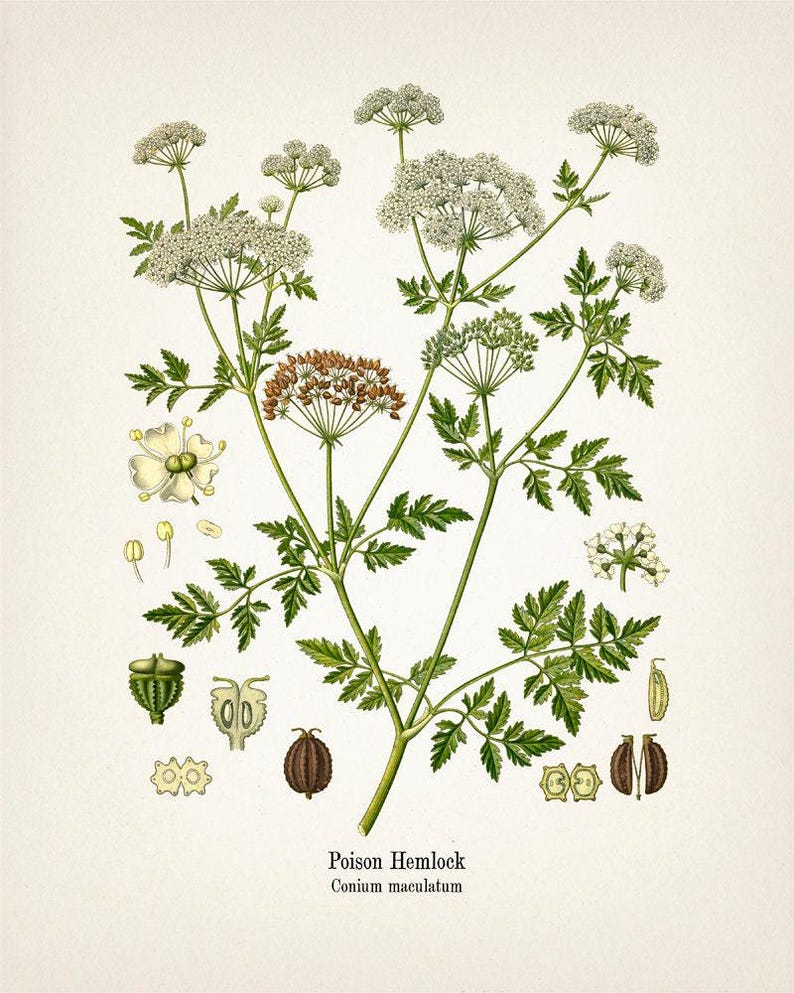 Poison Hemlock - Conium maculatum - Fine art prints of Kohler's vintage academia botanical illustration drawings image 2