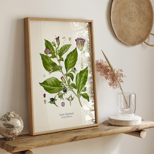 a framed botanical illustration of a Deadly Nightshade plant on a wooden shelf, accompanied by a glass vase with dried flowers and a woven basket.