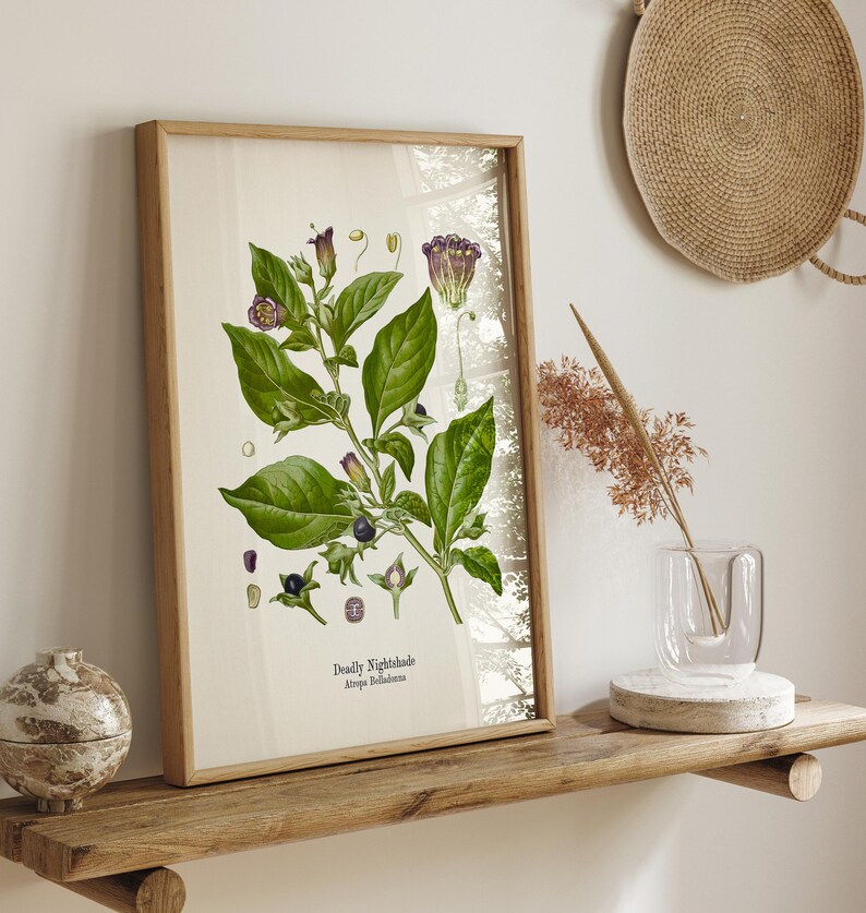 a framed botanical illustration of a Deadly Nightshade plant on a wooden shelf, accompanied by a glass vase with dried flowers and a woven basket.