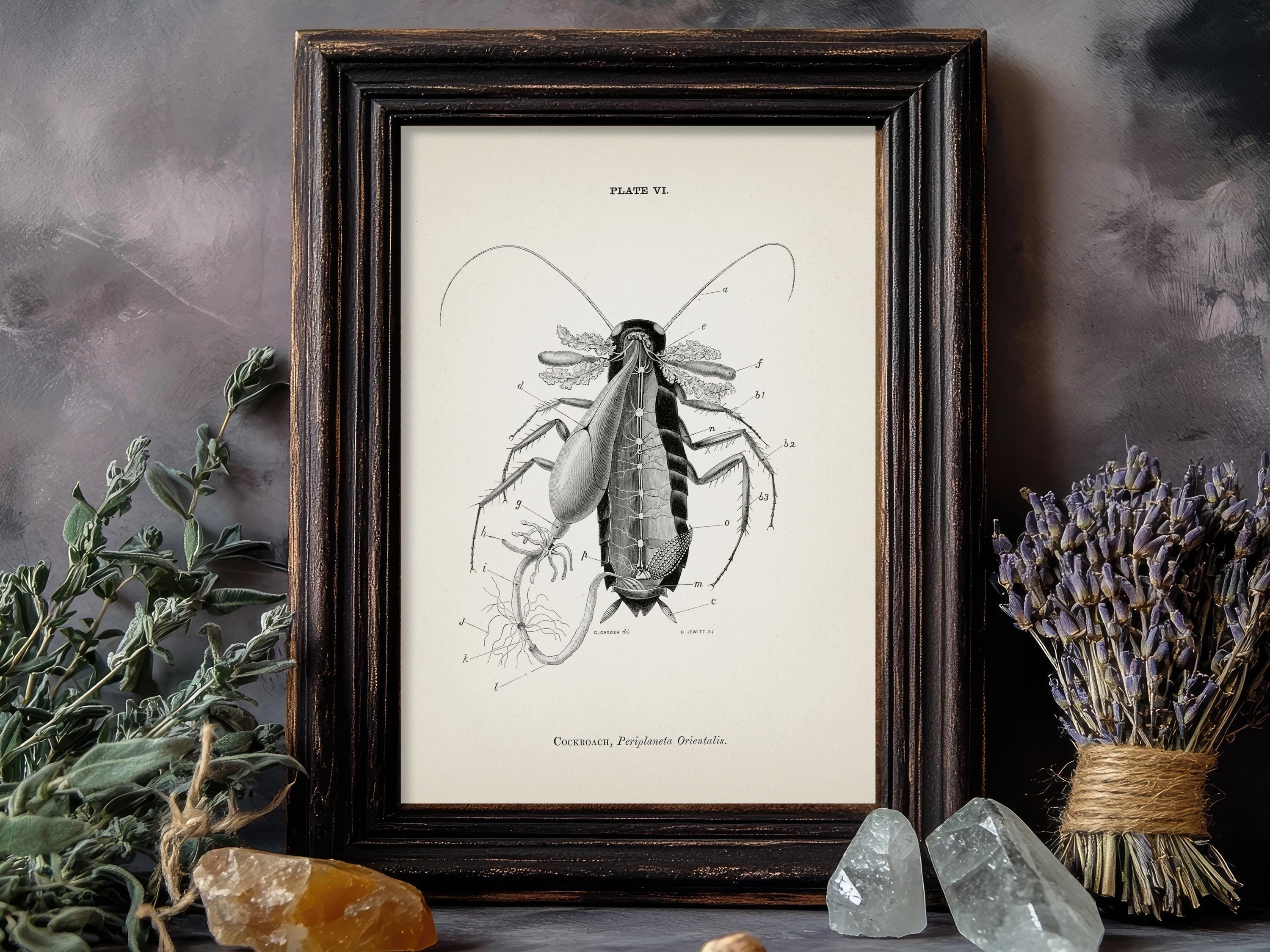 Cockroach Dissection Anatomy Diagram [1870] AN-17 - Fine Art Print of a ...