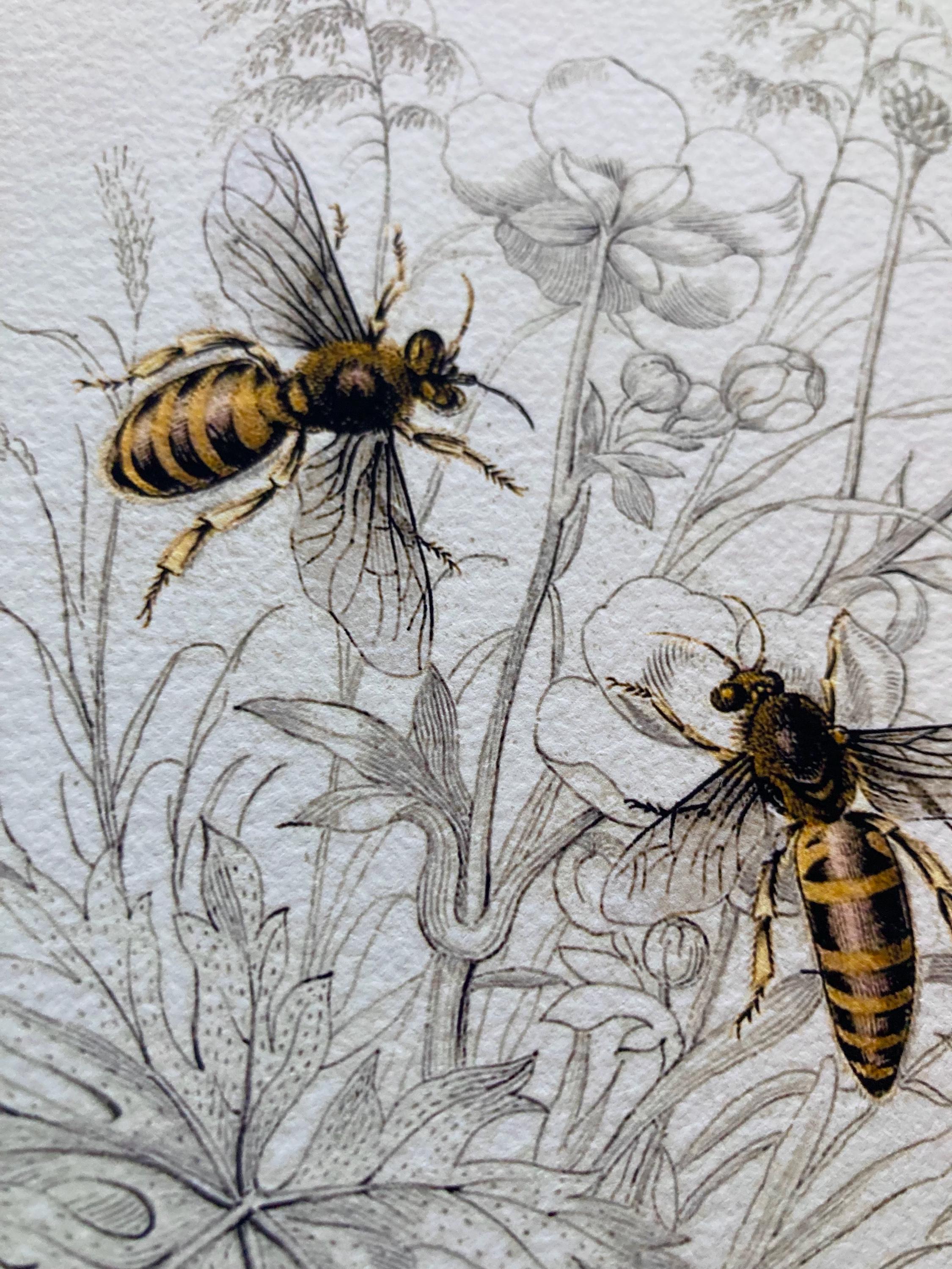 Honeybee Vintage Illustration Prints Set - State Symbol Art Print Natural  History Academia Illustration Wall Decor. Honey Bee Apis Mellifera - Etsy, image size:2250x3000